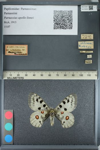 Media type: image;   Entomology 175058